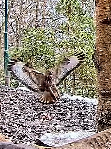 livebirdspoland_c0d5608f877fb19ac21509239344950d.jpg