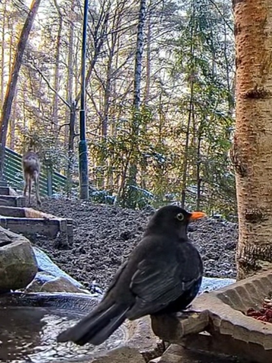 livebirdspoland_3ebf23371e1667805f66a71782ea445d.jpg