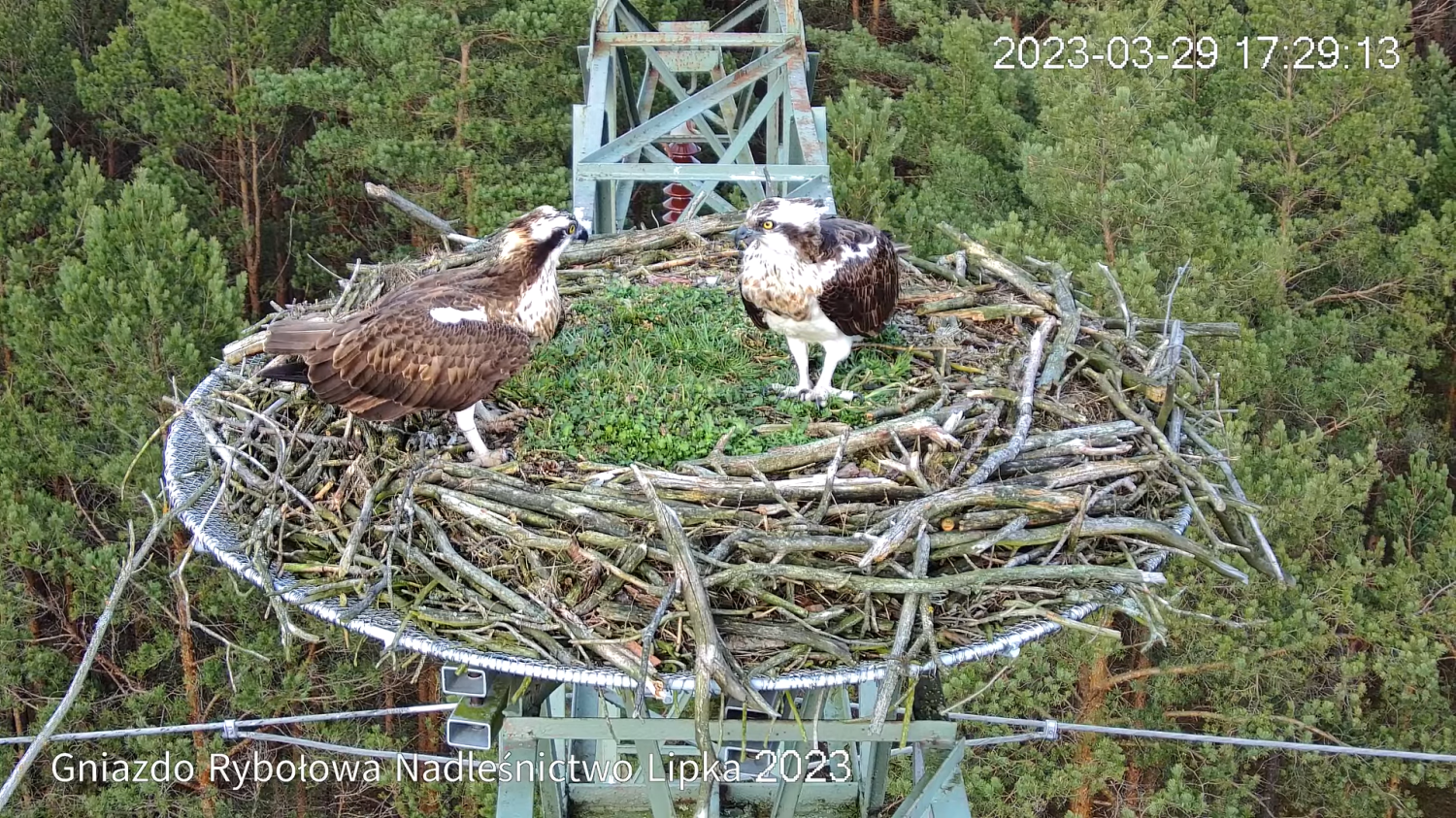 livebirdspoland_a50786b28d061c5af61b0771a59843ff.png