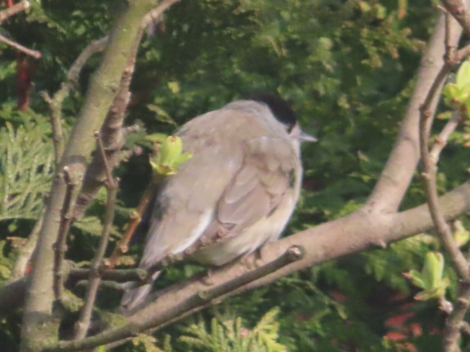 livebirdspoland_f7aaff00e08f309e8c79de8f78985089.jpg