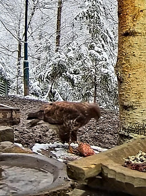 livebirdspoland_99ae9799a576bc09d1c5e8d78aaaaee1.jpg