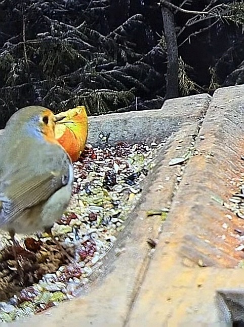 livebirdspoland_5ca18aaca5ace3e5598aedc39ae0bad4.jpg