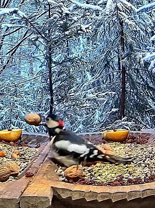 livebirdspoland_c9b50ed672125ed74dcccbd5c40c7837.jpg