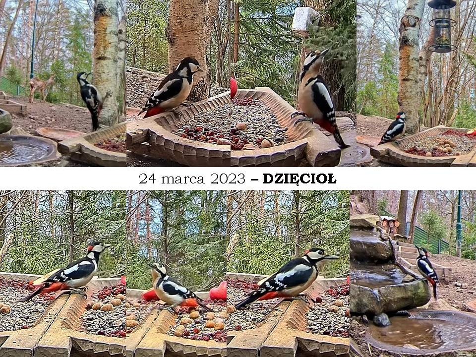 livebirdspoland_7f7c72e5f993b5bab9f545972497bc92.jpg