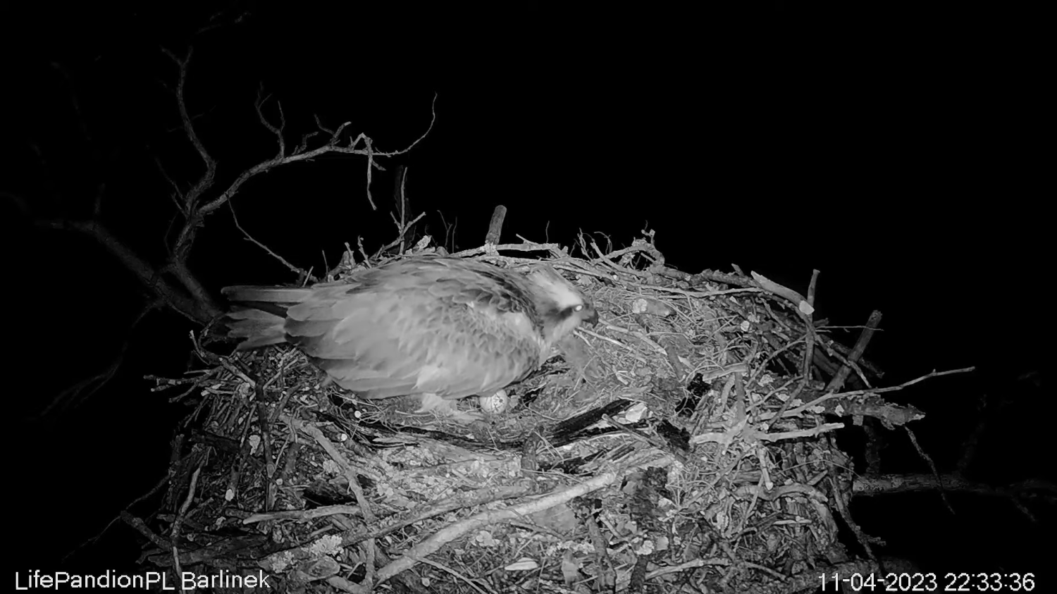 livebirdspoland_f3db37b81c0142ecca11971ba6c089b7.png
