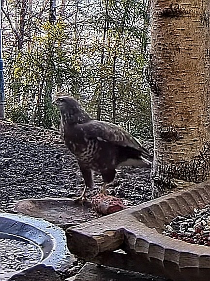 livebirdspoland_66e56c27a7fe80e8cd4f5cda2200e4f7.jpg