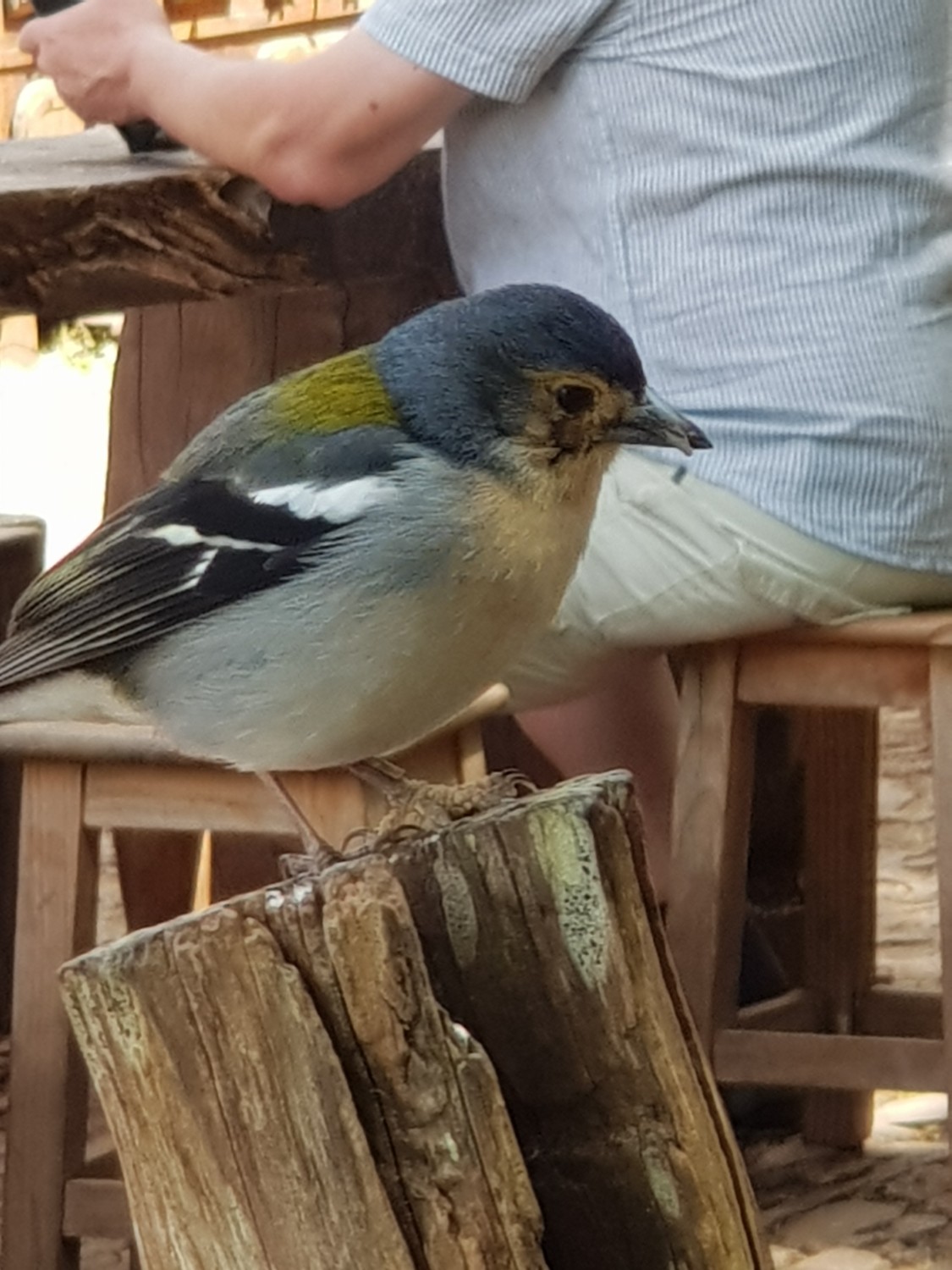 livebirdspoland_d1594ffbe348aba02289c343ba60b200.jpg