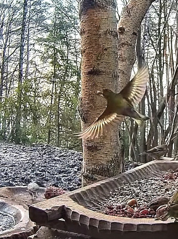 livebirdspoland_51aa8d37f04b15bd482d0929cca82dc6.jpg