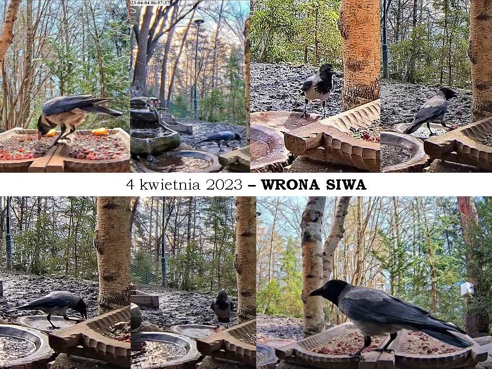 livebirdspoland_8e3b07cf493c86a82628c71cdd6d796a.jpg