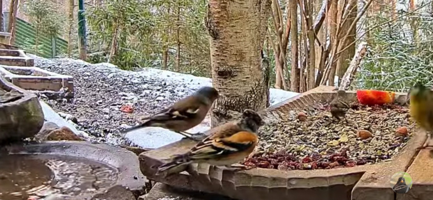 livebirdspoland_44e4ff33501790ef22b05d29f005ca4f.jpg