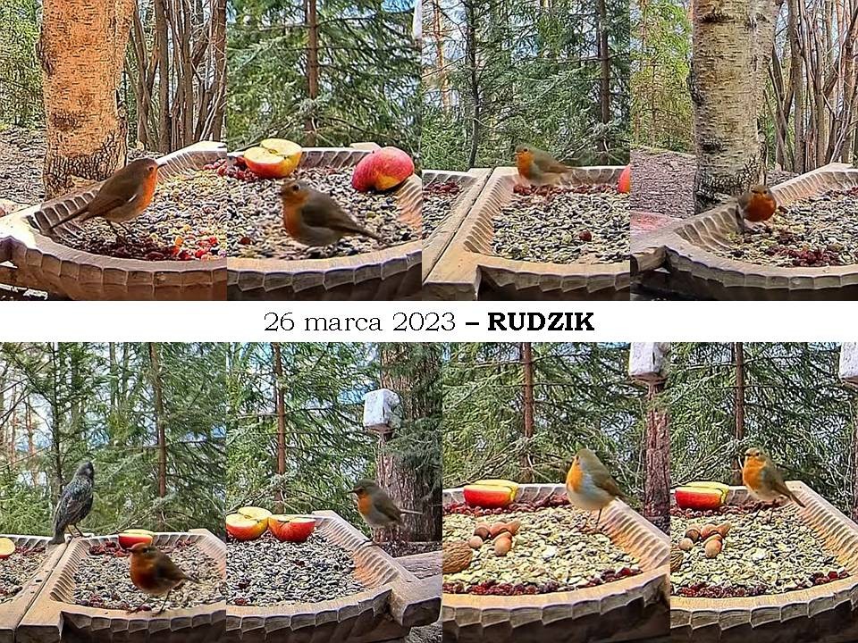 livebirdspoland_45f69d98bda763af30caf6bdf134928d.jpg
