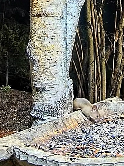 livebirdspoland_15ce6f5c3f851ac46999787ca40e12ce.jpg
