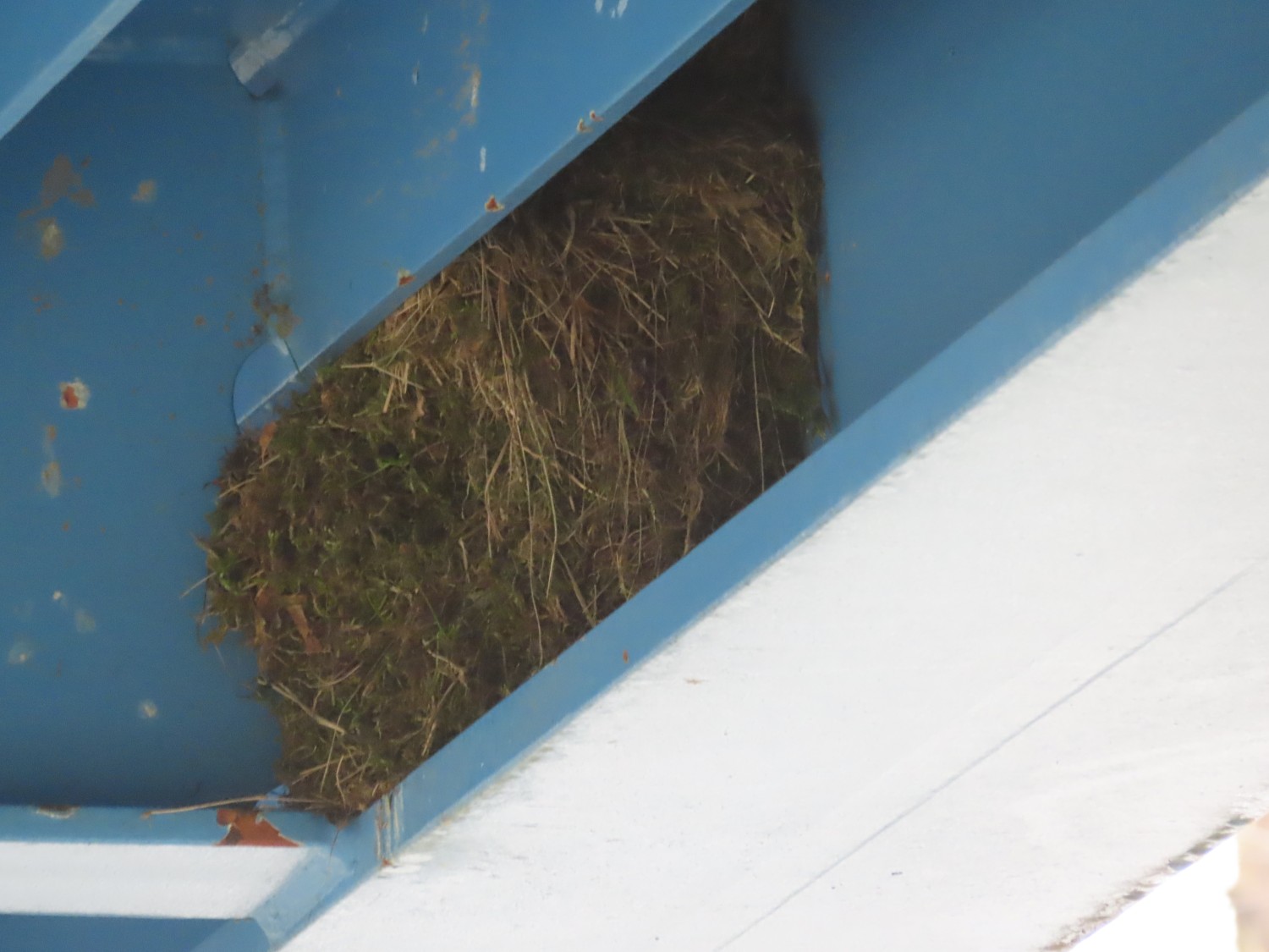 livebirdspoland_be255813760a9a615cad4731d304a8f7.jpg