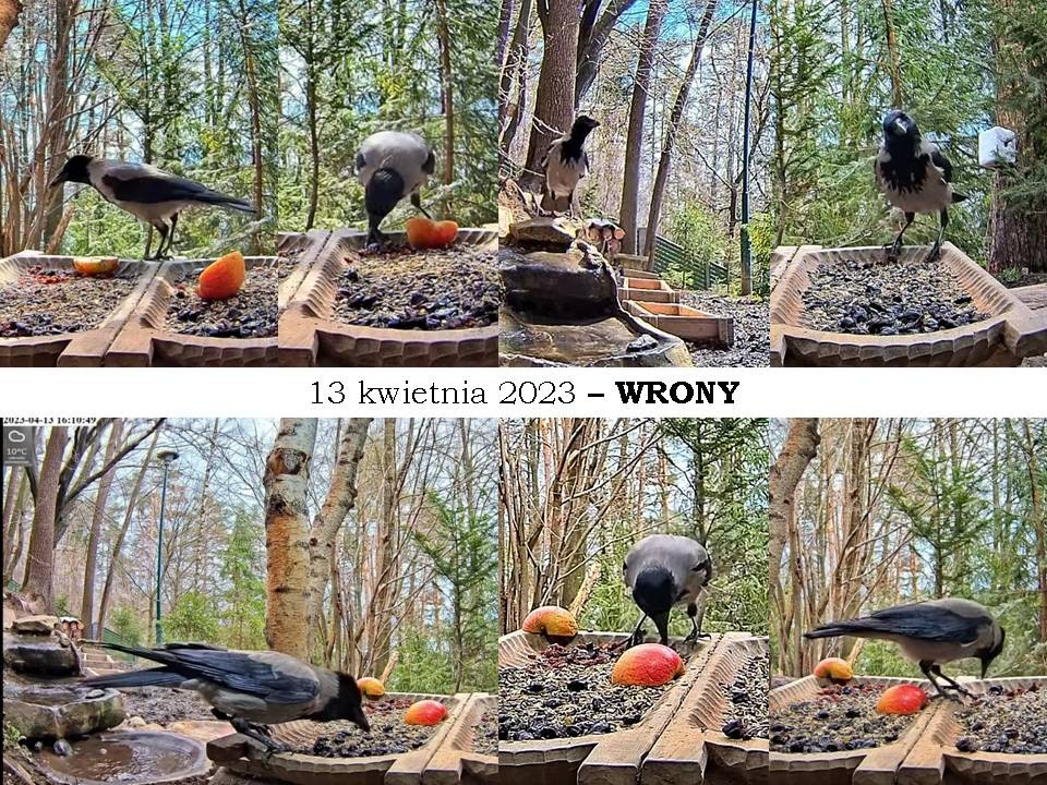 livebirdspoland_812d7a4596972388985c29497d4889be.jpg