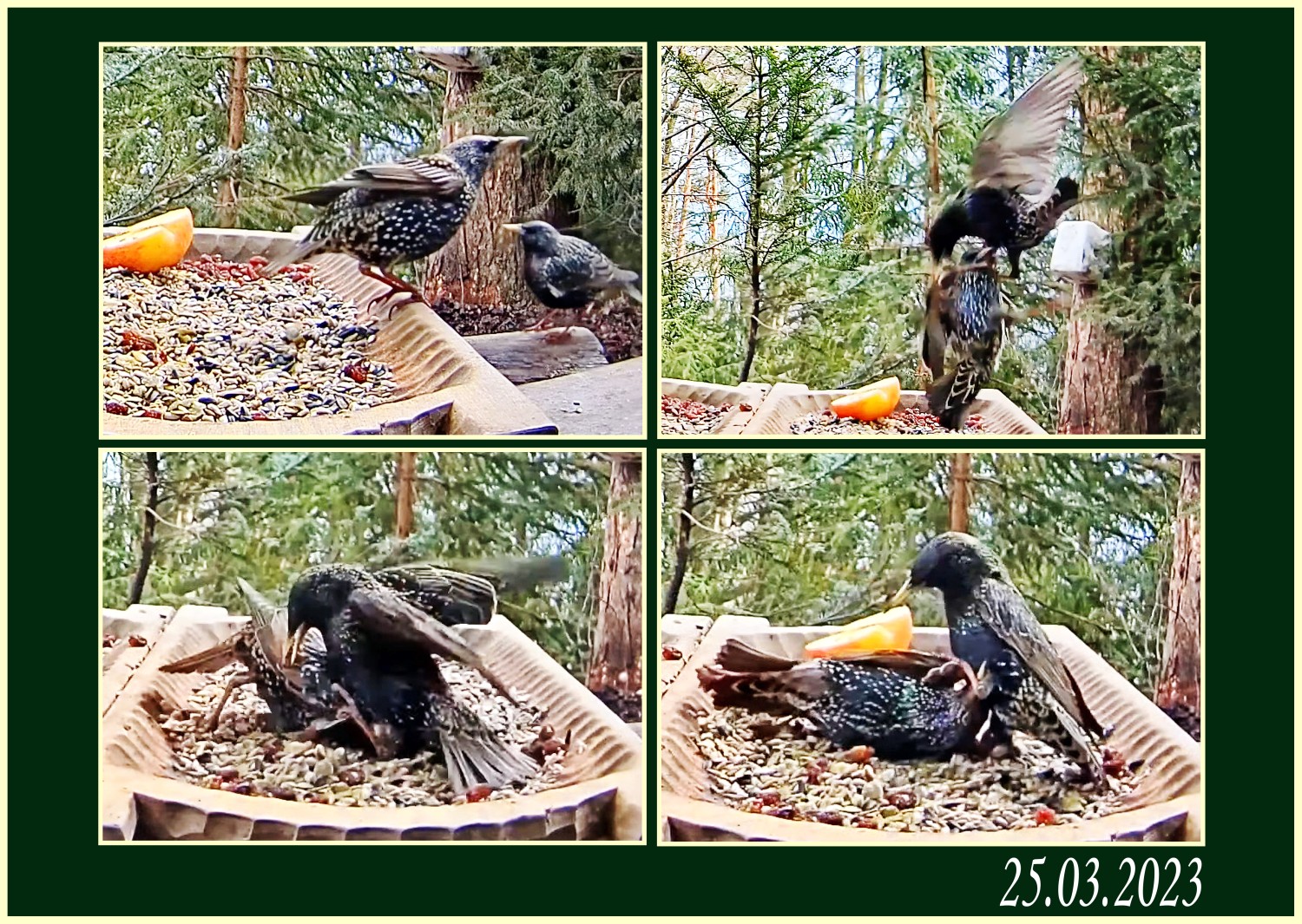 livebirdspoland_53f3af3317a089b4a9425337d88e934d.jpg