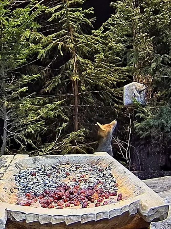 livebirdspoland_3886ed0db8662fd3553638b4c94d13d3.jpg