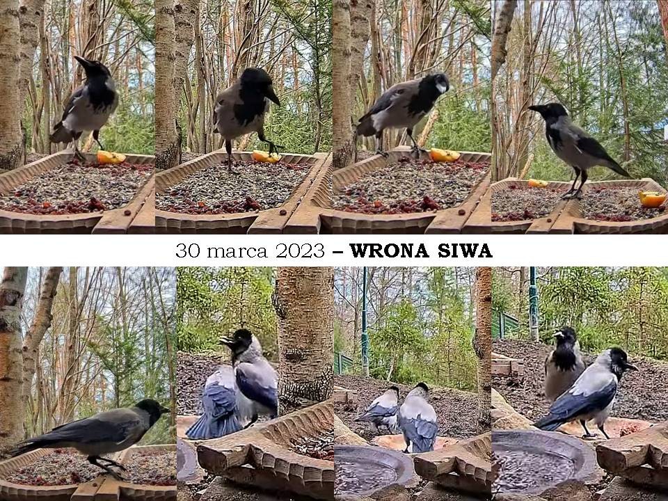 livebirdspoland_14b4185539ace74d49a7e6c6b2c2229b.jpg