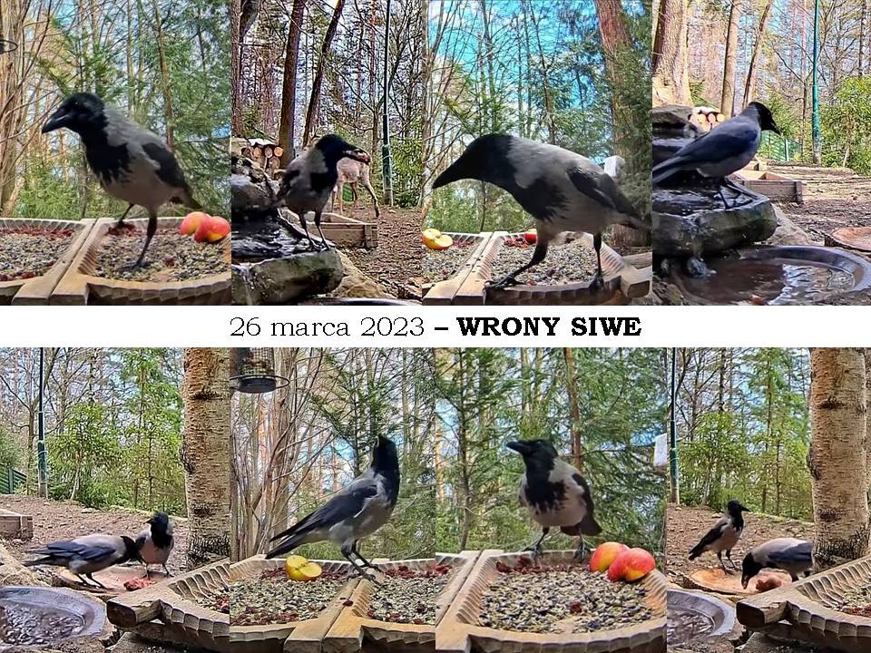 livebirdspoland_509a54f9fe8c632e3ba18fd90f69fa55.jpg