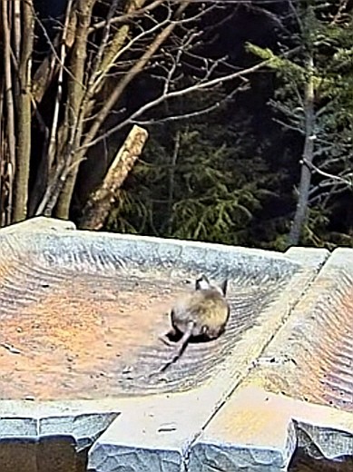 livebirdspoland_bdab36a4f47e1b2ceef72a7c9b175e30.jpg