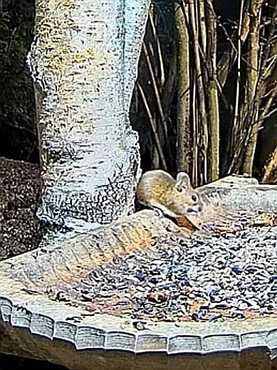 livebirdspoland_efcdb1673a5e487f44c121ea2e5b4ffe.jpg