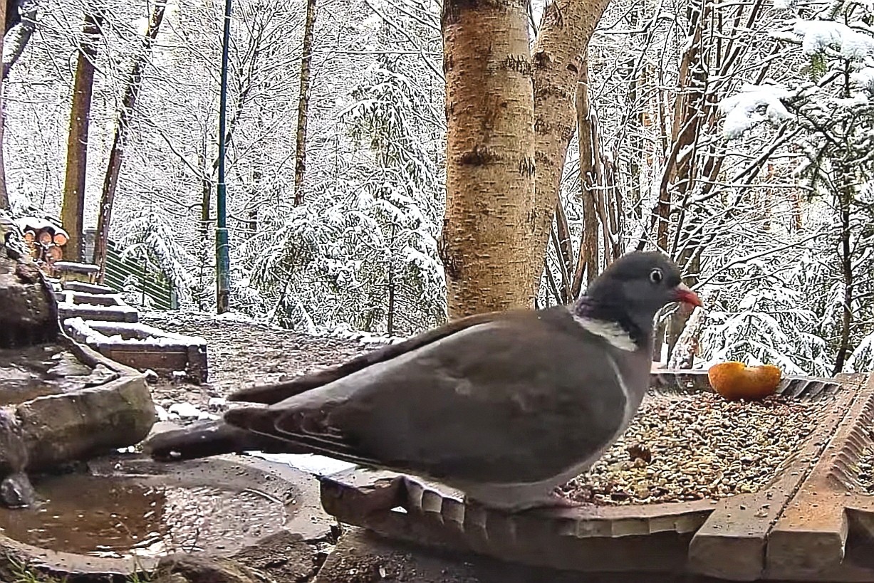 livebirdspoland_13f88cffce647a0341e932936323d87b.jpg