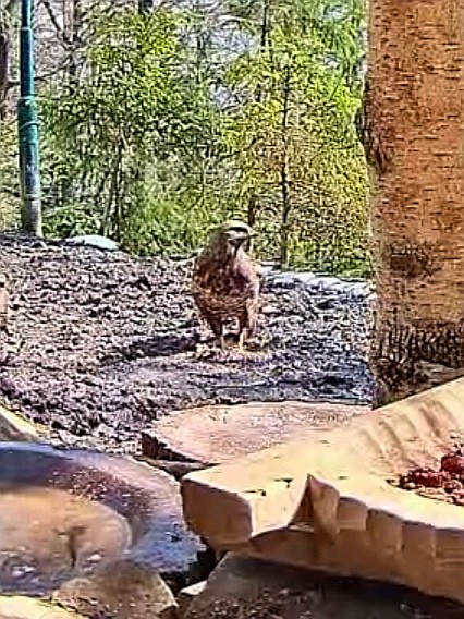 livebirdspoland_7f2916cf1b8c0709a10c29bd8997d797.jpg