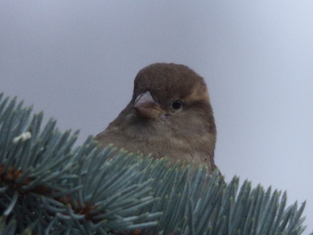 livebirdspoland_946bf6add75d964a0d493dbb41b31ee8.jpg