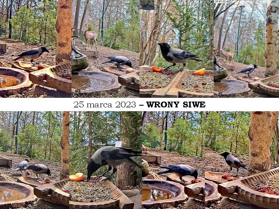 livebirdspoland_f7411934d8c197bdaa6b50f7eb16a499.jpg