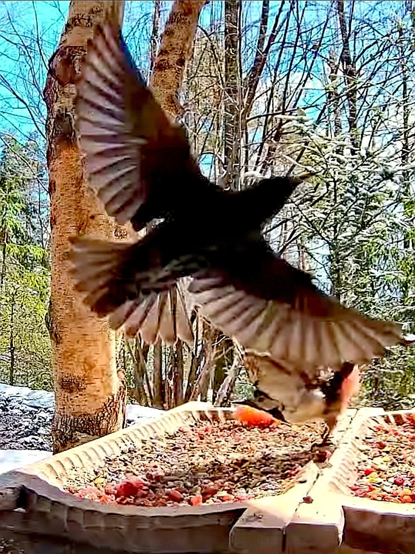 livebirdspoland_3f3febde953156cce4b273be39b04190.jpg