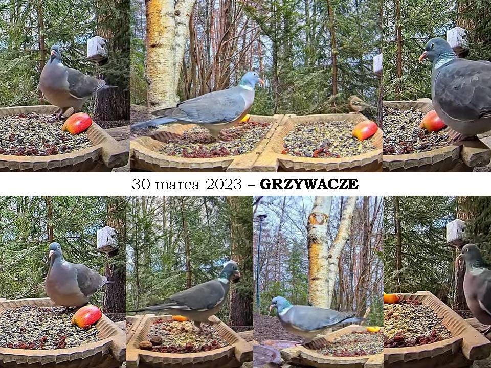 livebirdspoland_e9642e5a2e7dac19e592900ce008bb22.jpg