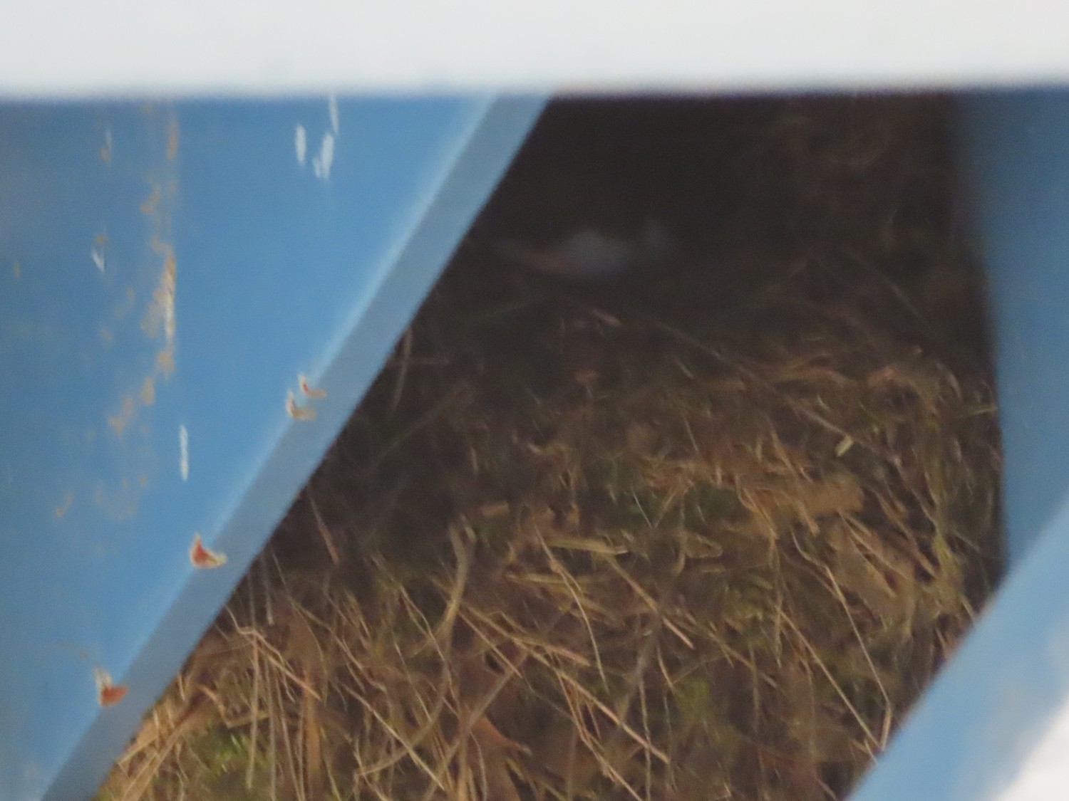 livebirdspoland_dea2f8206c6862983aae83270e1cb44a.jpg