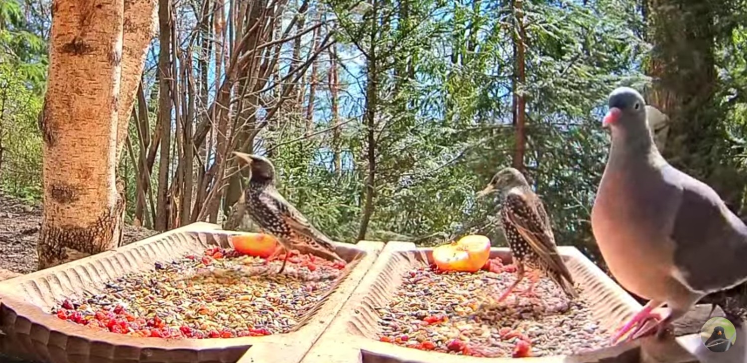livebirdspoland_e69c478c9d1ad49538f5da07e45769ae.jpg