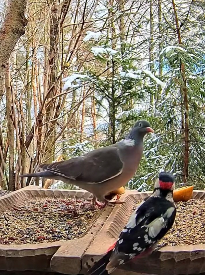 livebirdspoland_2b914dea25cfbb19927388ae0279c882.jpg