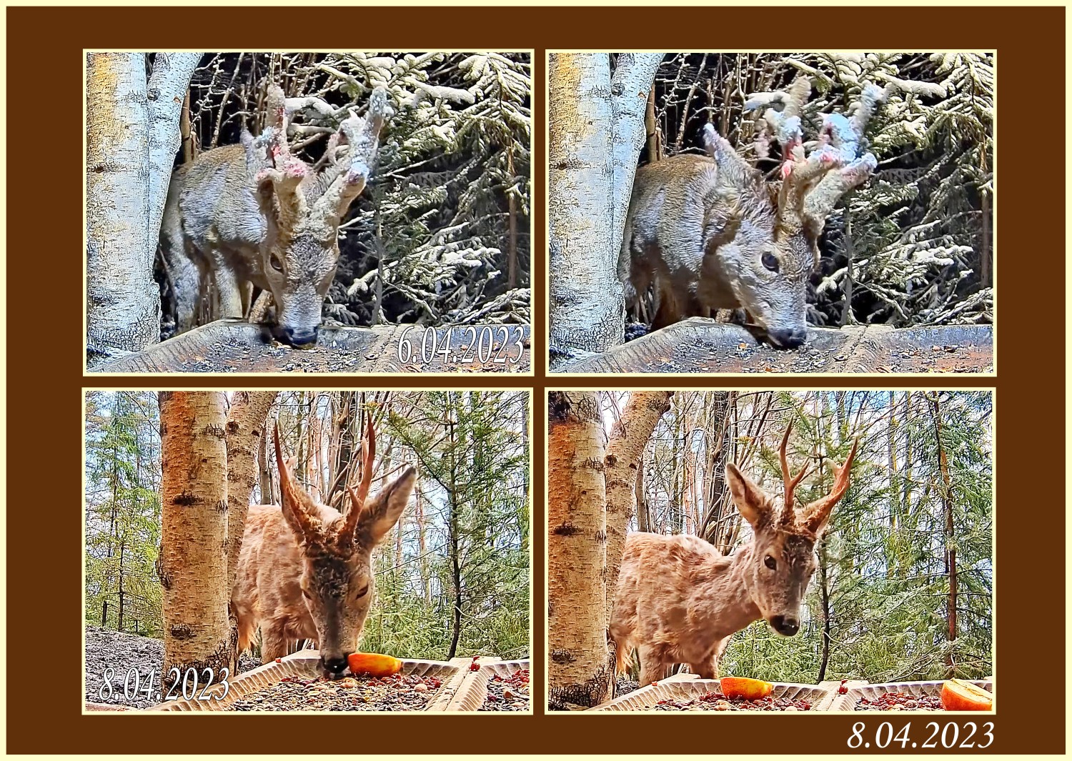 livebirdspoland_92eef02cd3ee0dbcf498bd70ef6155b5.jpg