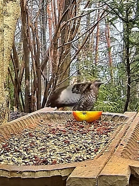 livebirdspoland_9bf9b9562b6da39ee9cfaa99aa05a30b.jpg