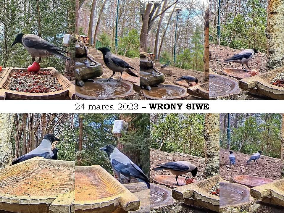 livebirdspoland_6aa8839a9821150936d07496f22cde12.jpg