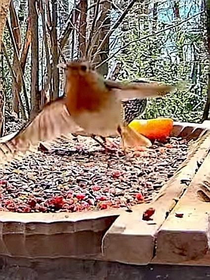 livebirdspoland_21613c9a4f05efc9869c4c7aad9ecb82.jpg
