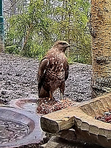livebirdspoland_6ecf97ca64d9ed702d8fbed67eb2a974.jpg