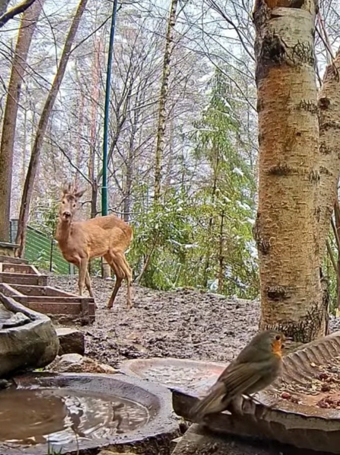 livebirdspoland_7a29eb3f6251b98e617748efee1ffefb.jpg