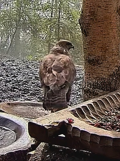 livebirdspoland_5b0c066f2ccdbddc20e91603281a5c83.jpg