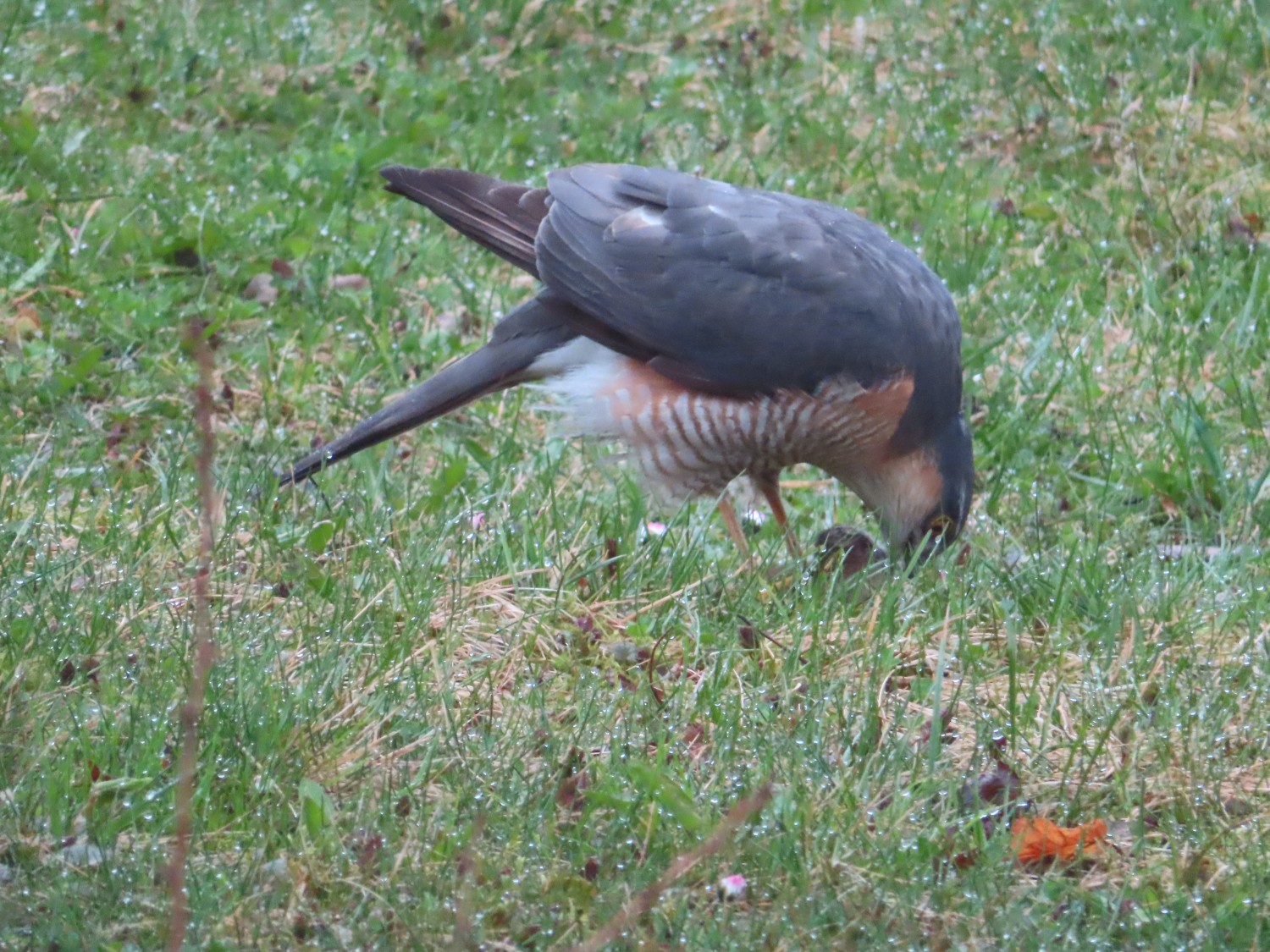 livebirdspoland_f8b9a3aa04da967bd201f7ad339270c9.jpg