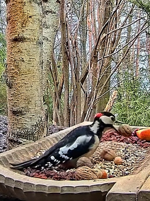 livebirdspoland_46ba0610e8816179816339ebf0af89ed.jpg