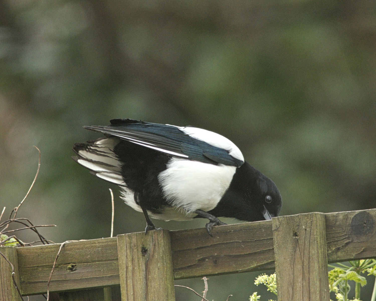 livebirdspoland_70051fc6f9c9aa9bce249211c5c2e0c6.jpg