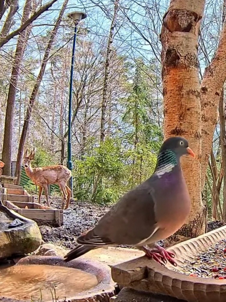 livebirdspoland_ceabc2e667ff30707f3d393778e1a879.jpg