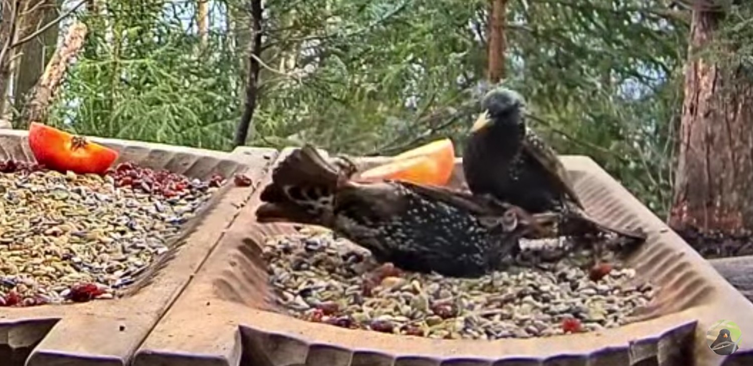 livebirdspoland_92b23f374ec5b84e397778c22ac5237c.jpg