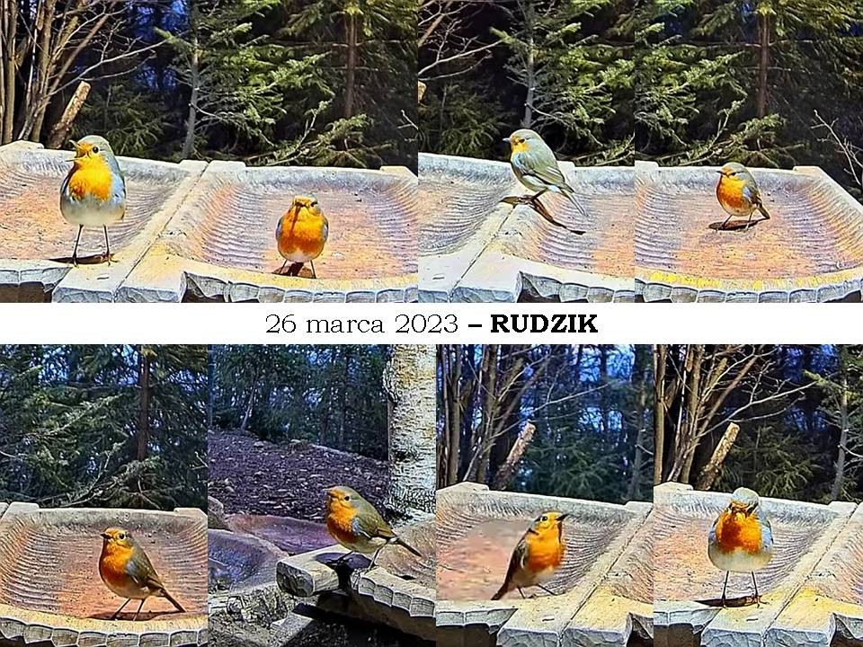 livebirdspoland_382d18dd61c274c90a939e0263dfb1a0.jpg