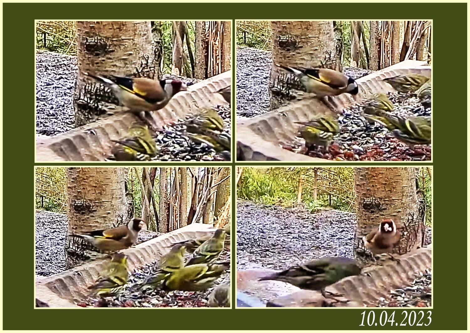 livebirdspoland_f1ff1b25fc424b424ccc41e8bc82f088.jpg
