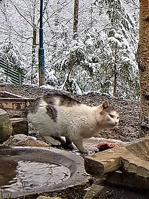 livebirdspoland_ae135135f40dfe794b6cd951913e69cb.jpg