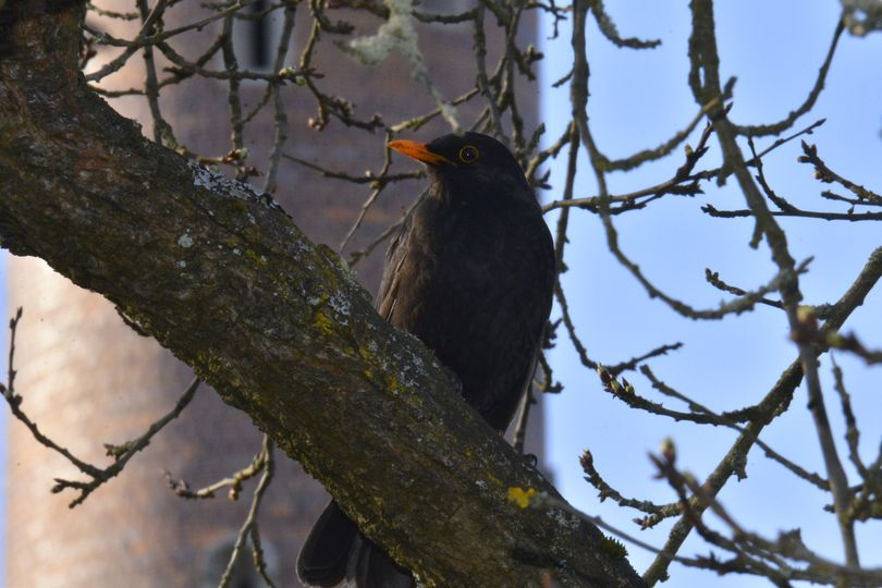 livebirdspoland_c9037c071ff18d11385f090f80456028.png