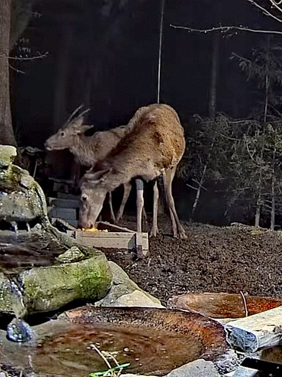 livebirdspoland_6d866103a6ce42a13904f076e454b6c7.jpg